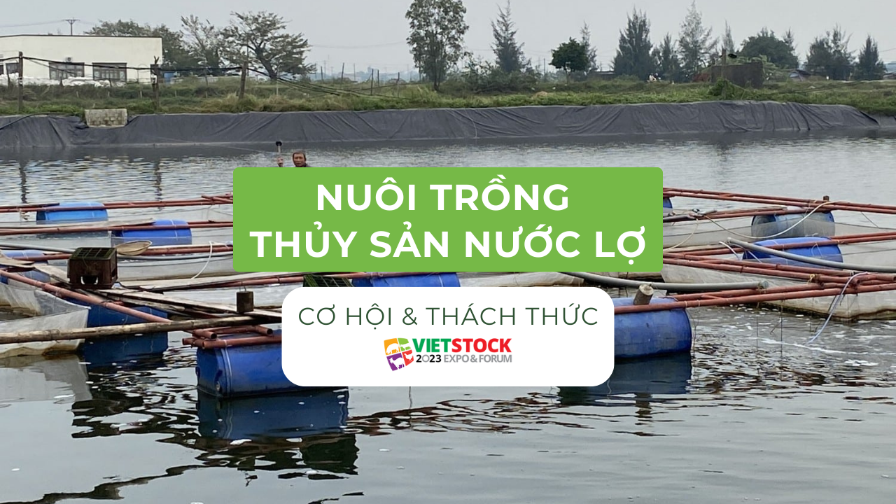 Nuôi trồng thủy sản nước lợ: Cơ hội và thách thức cho ngành thủy sản Việt Nam