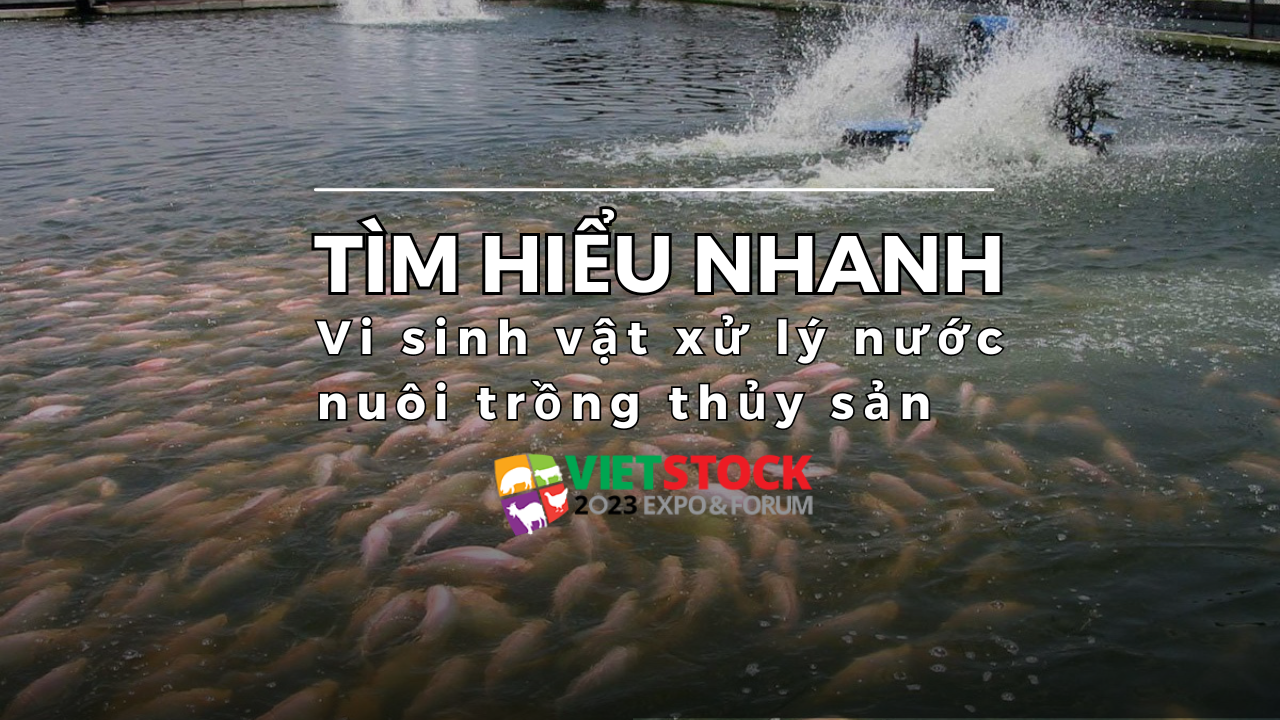 Vi sinh xử lý nước nuôi trồng thủy sản: Công nghệ hiện đại, bền vững và hiệu quả