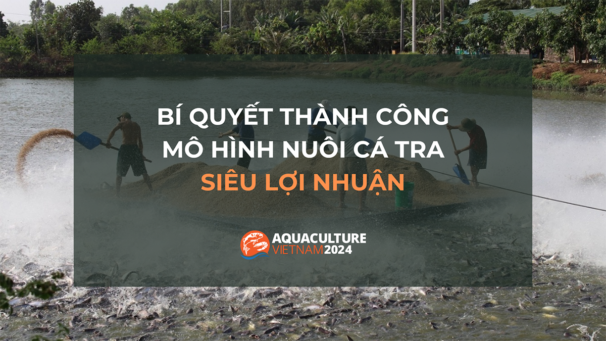 Bí quyết thành công từ mô hình nuôi cá tra siêu lợi nhuận