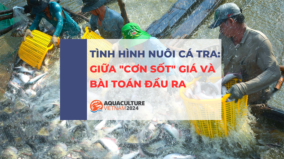 tinh hinh nuoi ca tra 1