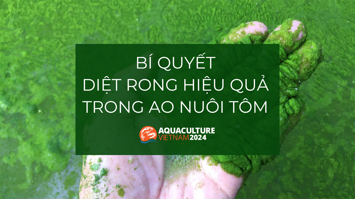 Diệt Rong Hiệu Quả Trong Ao Nuôi Tôm – Bí Quyết Và Phương Pháp Tối Ưu