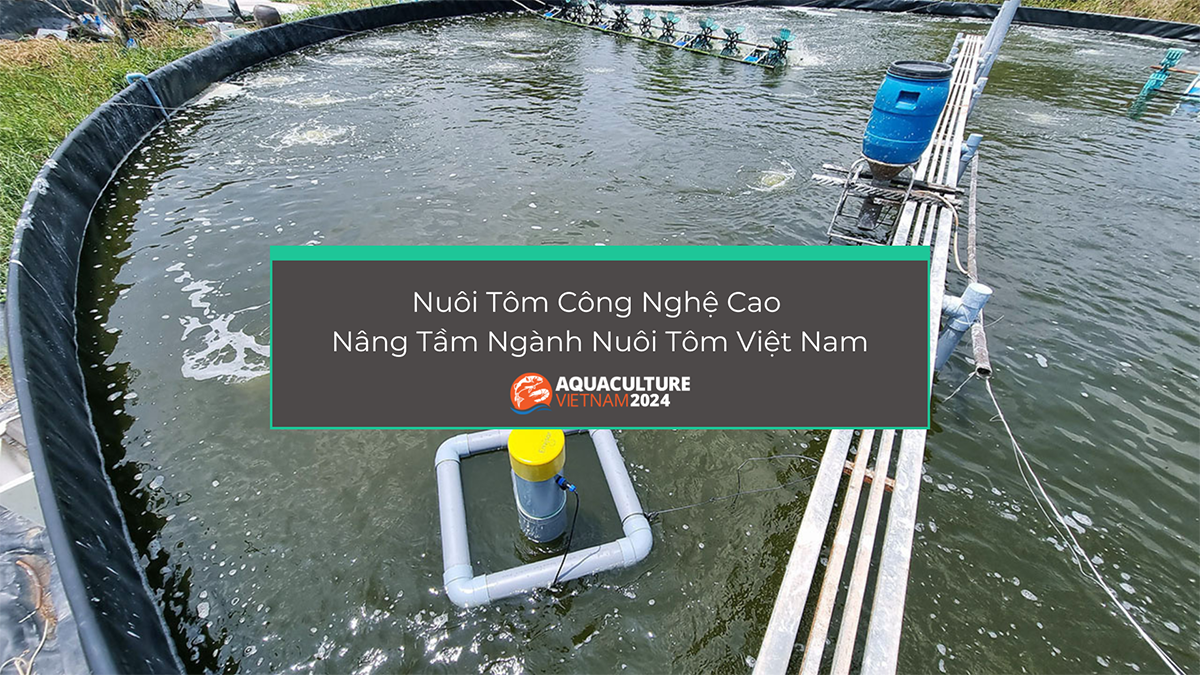 Nuôi Tôm Công Nghệ Cao – Nâng Tầm Ngành Nuôi Tôm Việt Nam