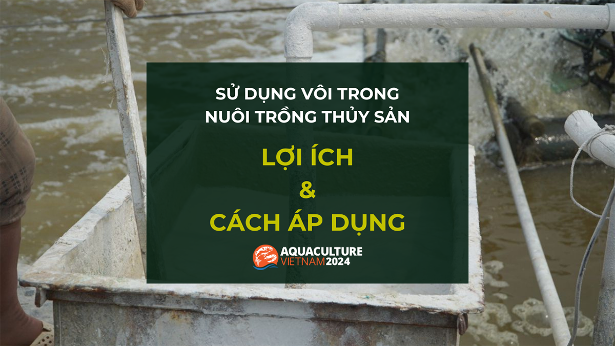 Sử Dụng Vôi Trong Nuôi Trồng Thủy Sản: Lợi Ích Và Hướng Dẫn Áp Dụng