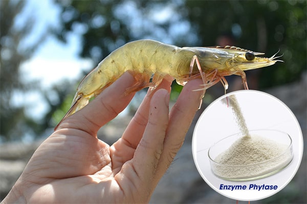 ung dung cua enzyme trong nuoi trong thuy san 3